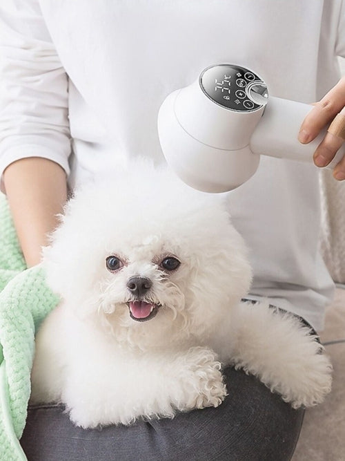 Dog Essentials